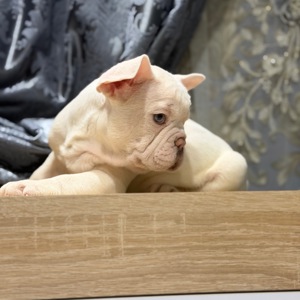 Щенки французского бульдога