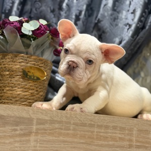 Щенки французского бульдога