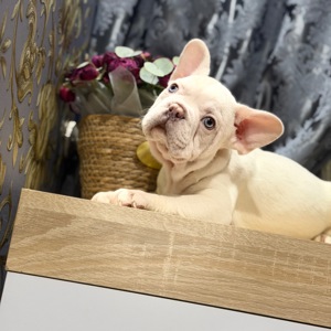 Щенки французского бульдога