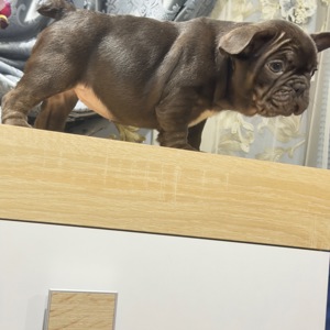 Щенки французского бульдога