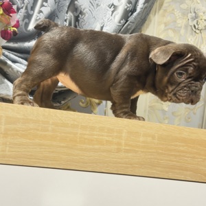 Щенки французского бульдога