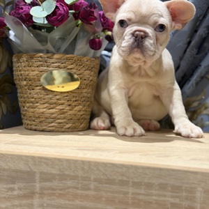 Щенки французского бульдога