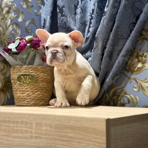 Щенки французского бульдога