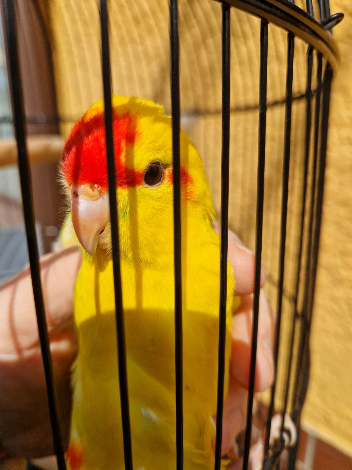 Какарики прыгающие ручные малыши