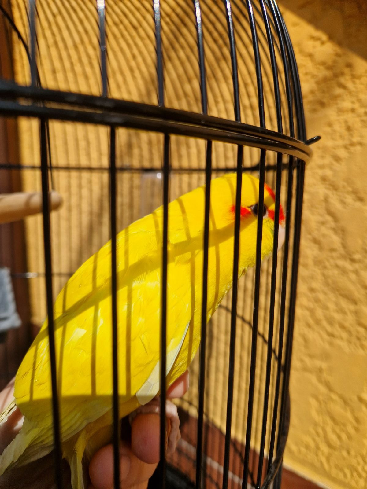 Какарики прыгающие ручные малыши