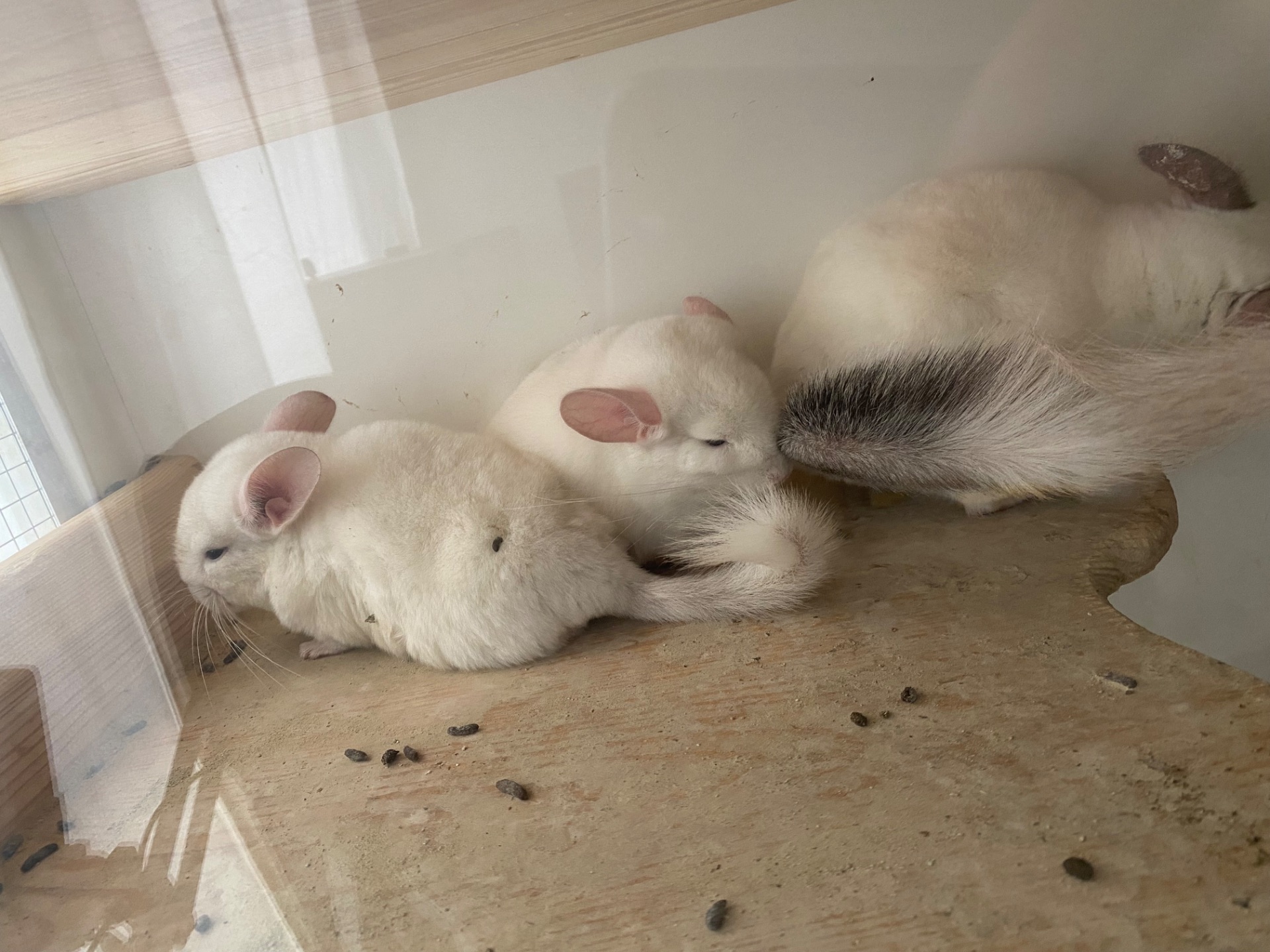 Шиншилла 2,5 месяца