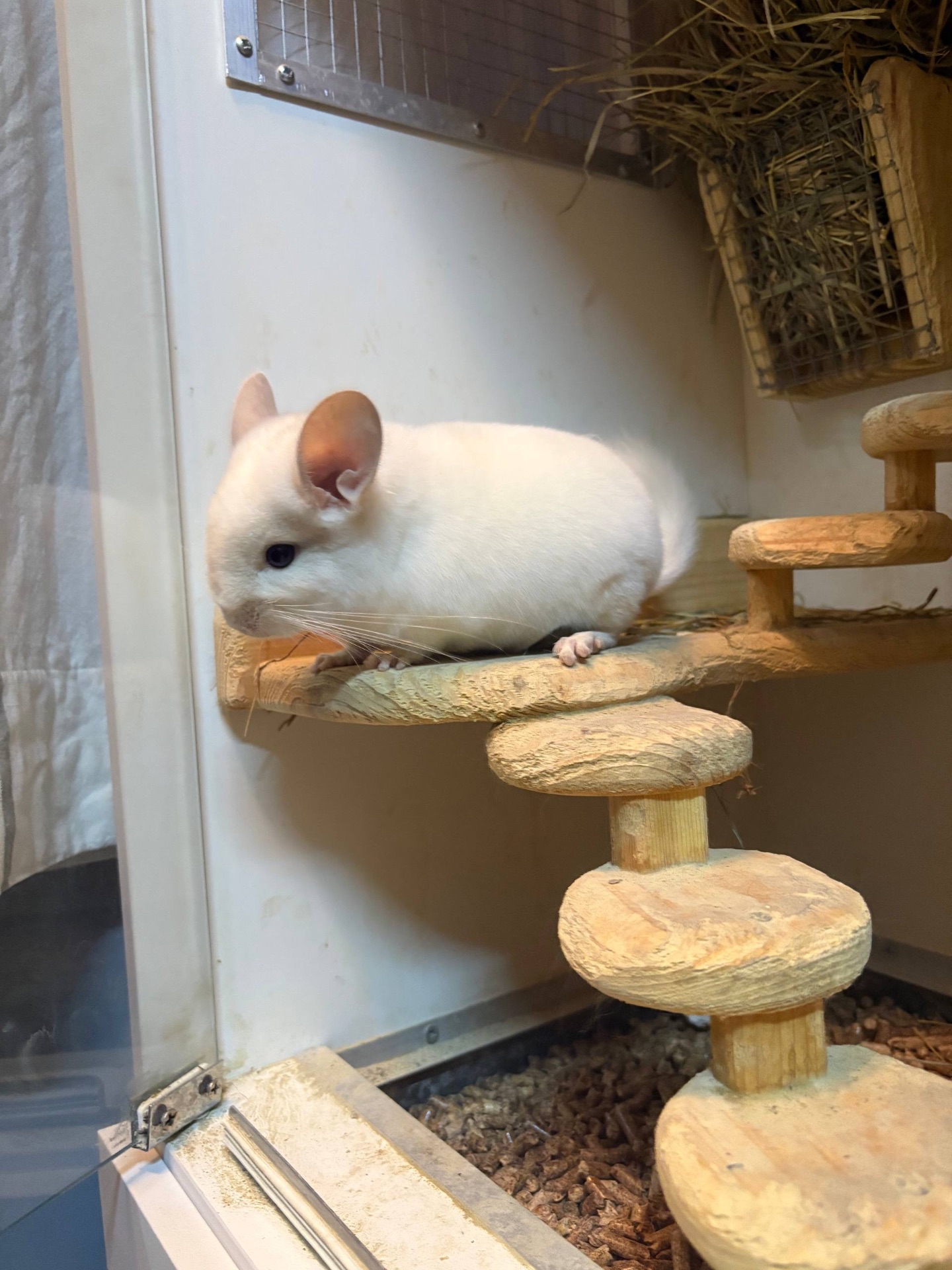 Шиншилла 2,5 месяца