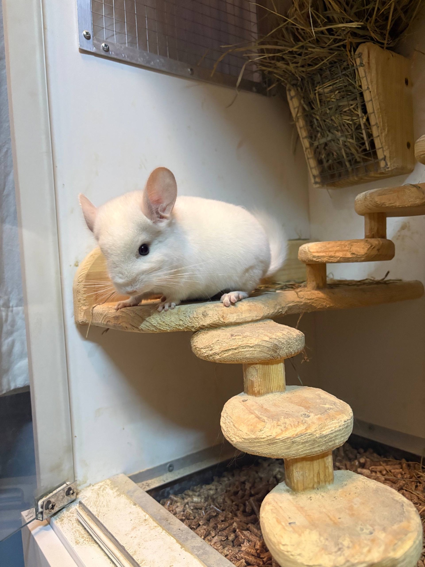 Шиншилла 2,5 месяца