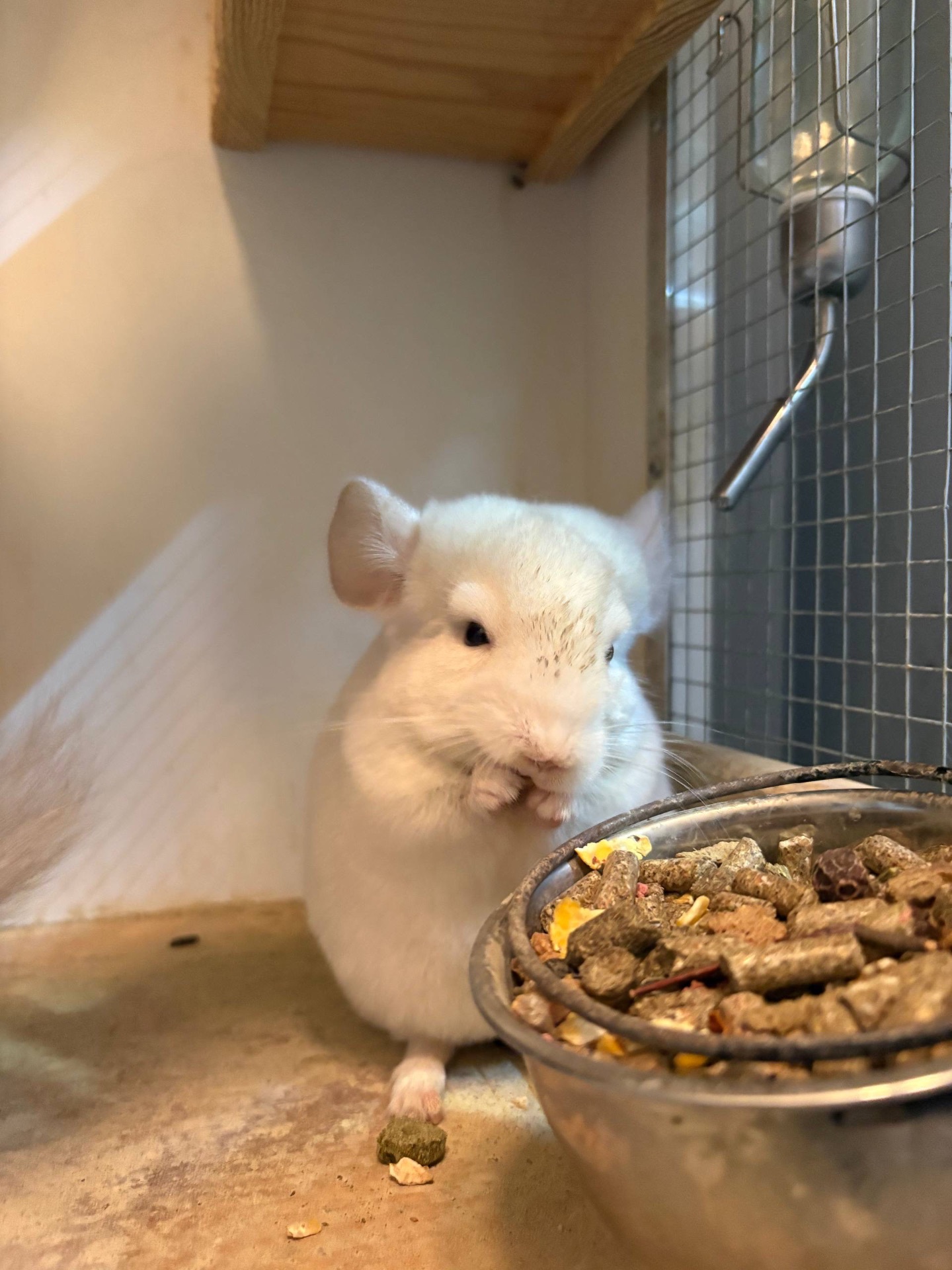 Шиншилла 2,5 месяца