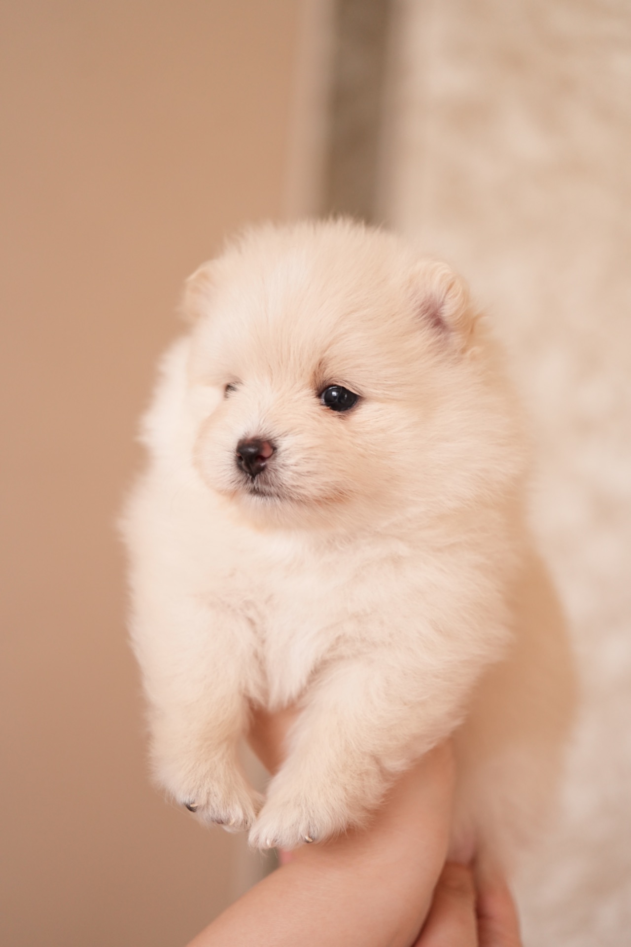 Померанський шпіц