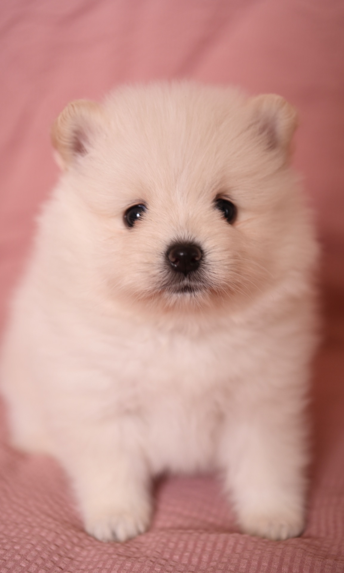 Померанський шпіц