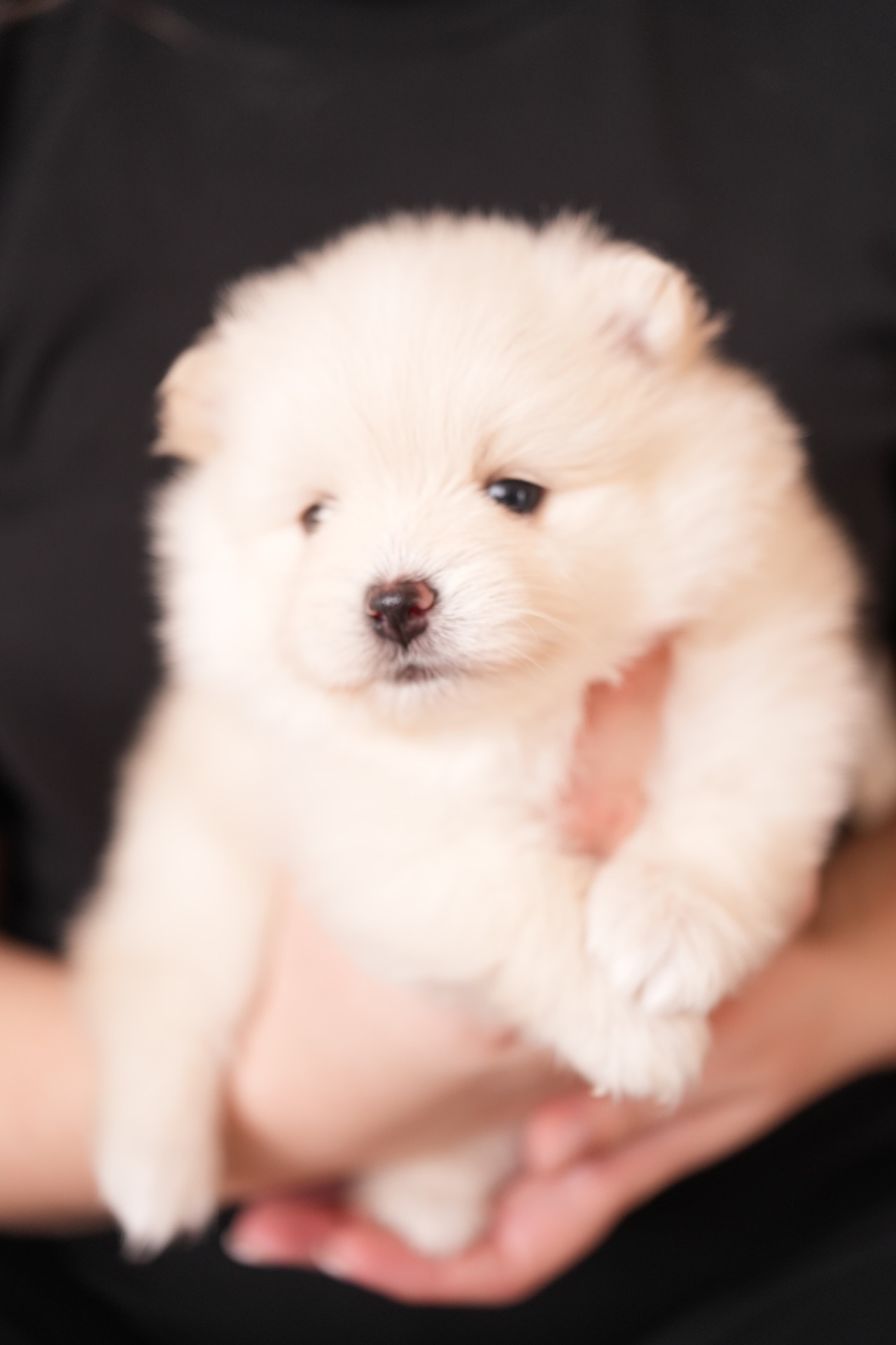 Померанський шпіц