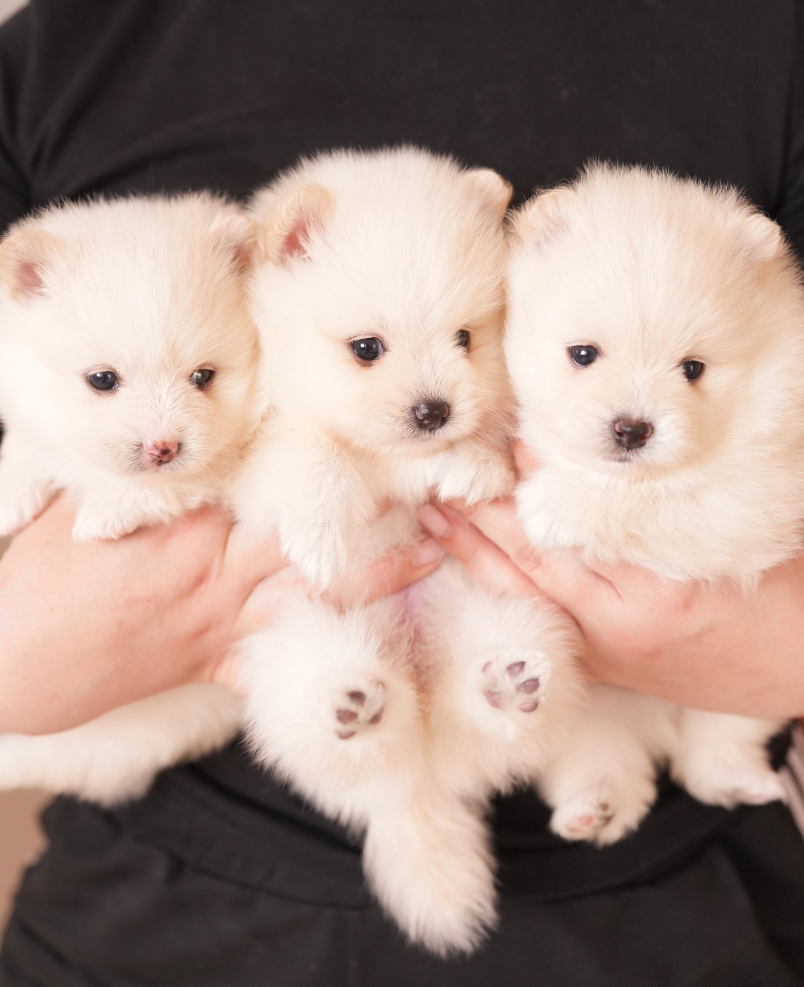 Померанський шпіц