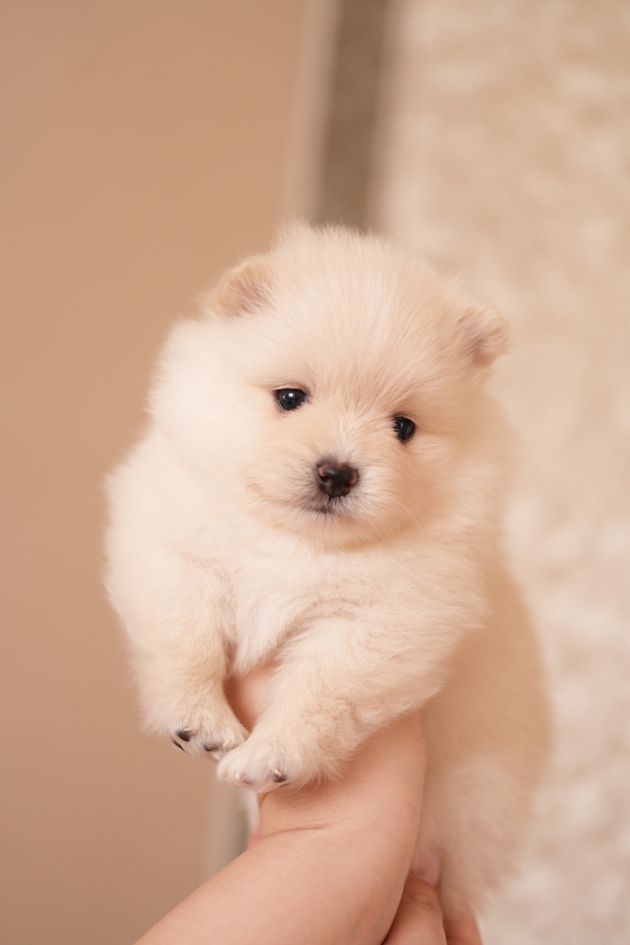 Померанський шпіц