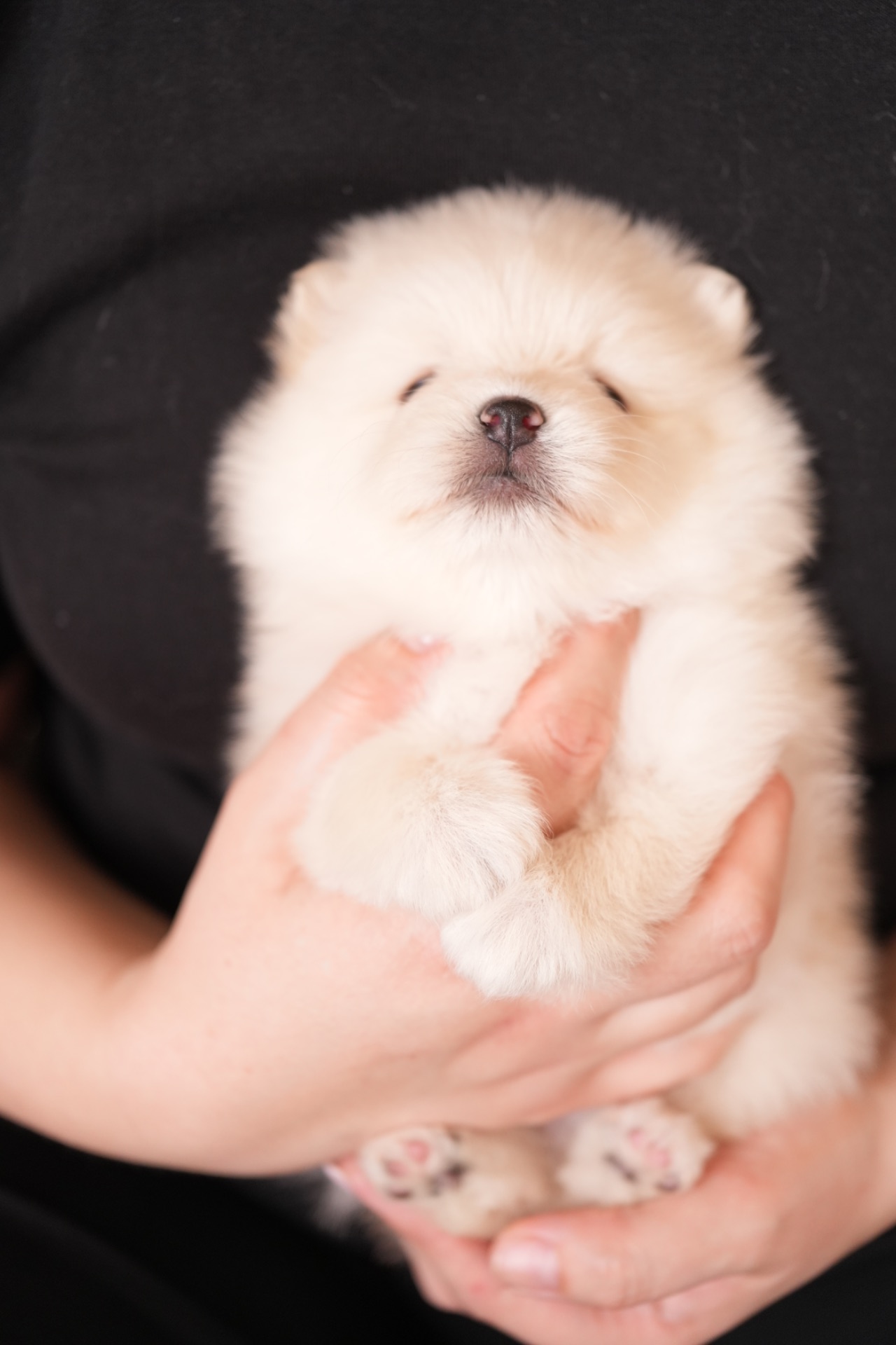 Померанський шпіц