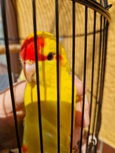 Какарики прыгающие ручные малыши