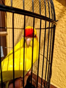 Какарики прыгающие ручные малыши