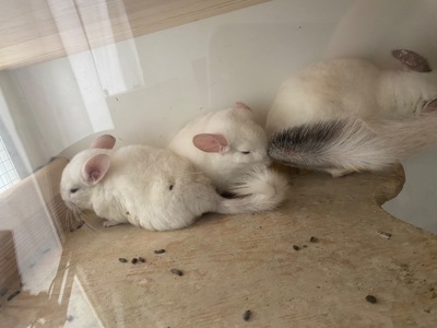 Шиншилла 2,5 месяца