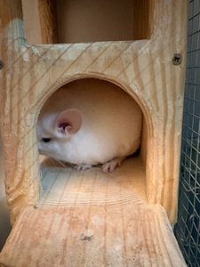 Шиншилла 2,5 месяца