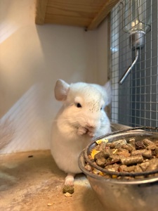 Шиншилла 2,5 месяца