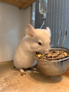 Шиншилла 2,5 месяца