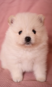 Померанський шпіц