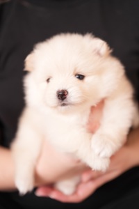 Померанський шпіц