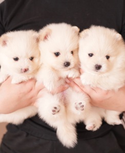 Померанський шпіц