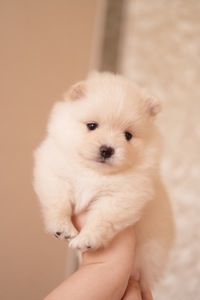 Померанський шпіц