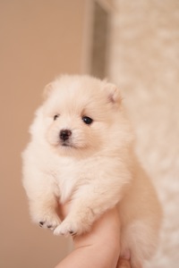 Померанський шпіц