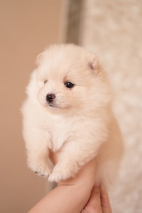 Померанський шпіц