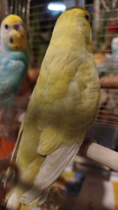 Хвилясті папуги, райдужні