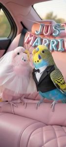 Хвилясті папуги, райдужні