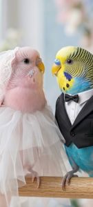 Хвилясті папуги, райдужні