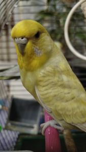 Хвилясті папуги, райдужні