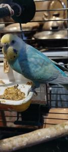 Хвилясті папуги, райдужні