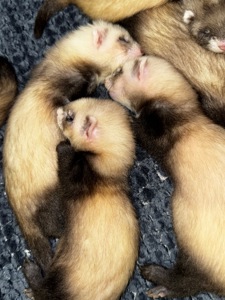 Малюки тхорики, фретки