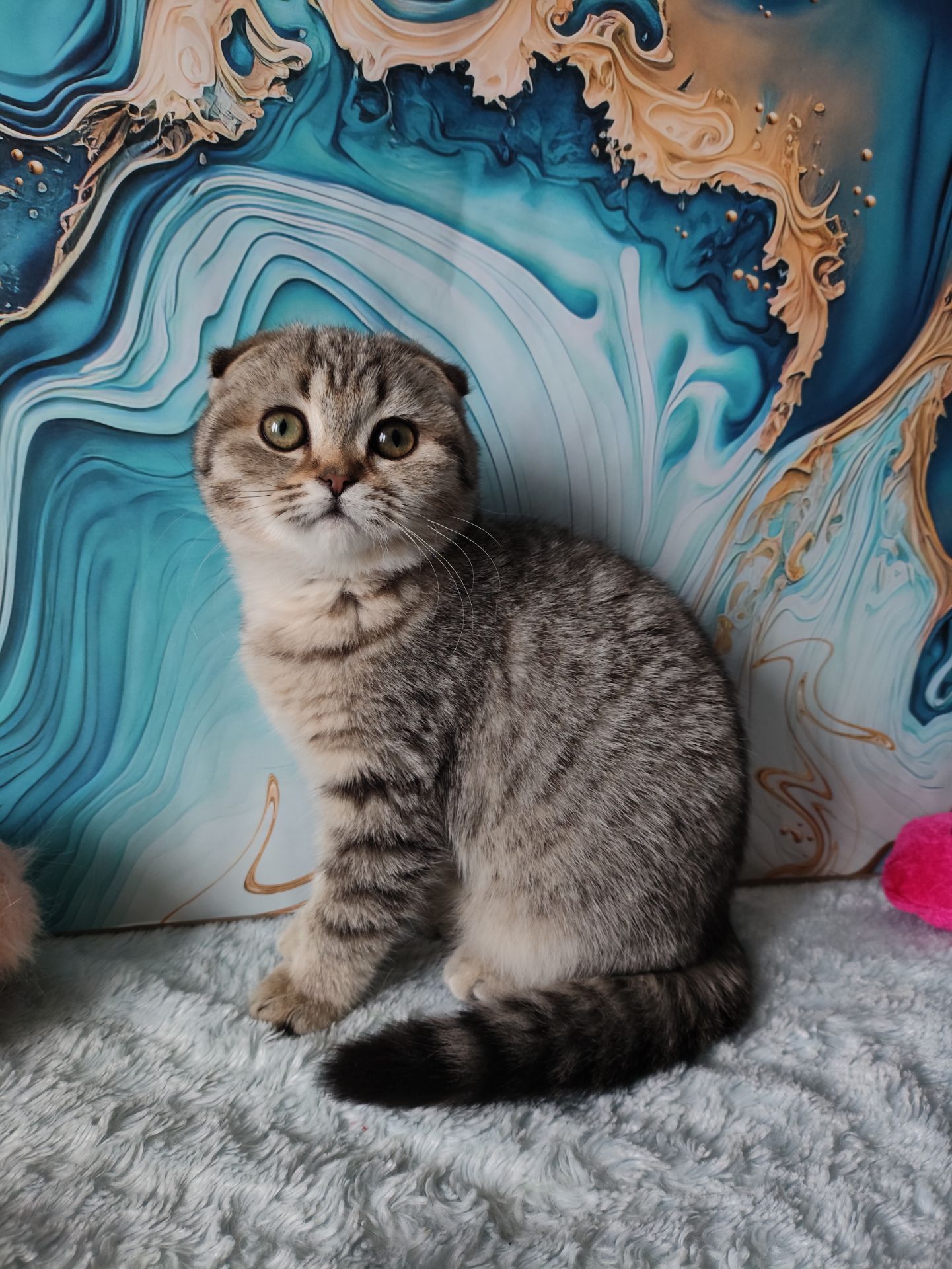 Висловуха шотландська дівчинка