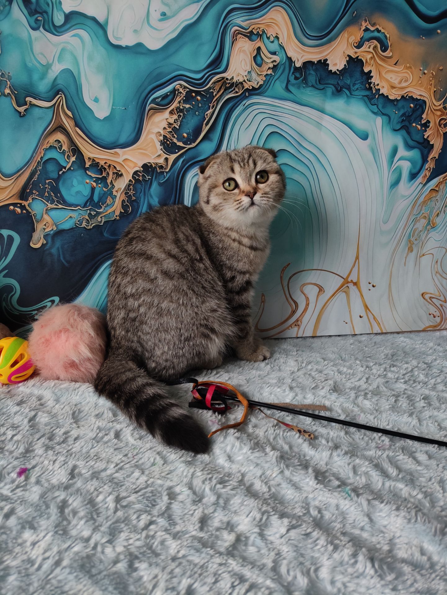 Висловуха шотландська дівчинка