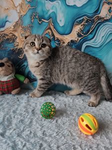 Висловуха шотландська дівчинка