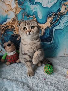 Висловуха шотландська дівчинка