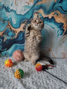 Висловуха шотландська дівчинка