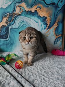 Висловуха шотландська дівчинка