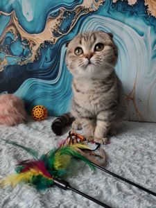 Висловуха шотландська дівчинка