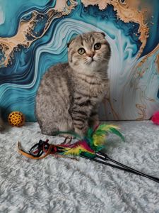 Висловуха шотландська дівчинка