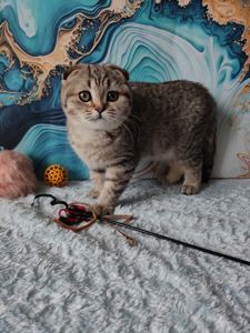 Висловуха шотландська дівчинка