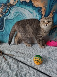 Висловуха шотландська дівчинка