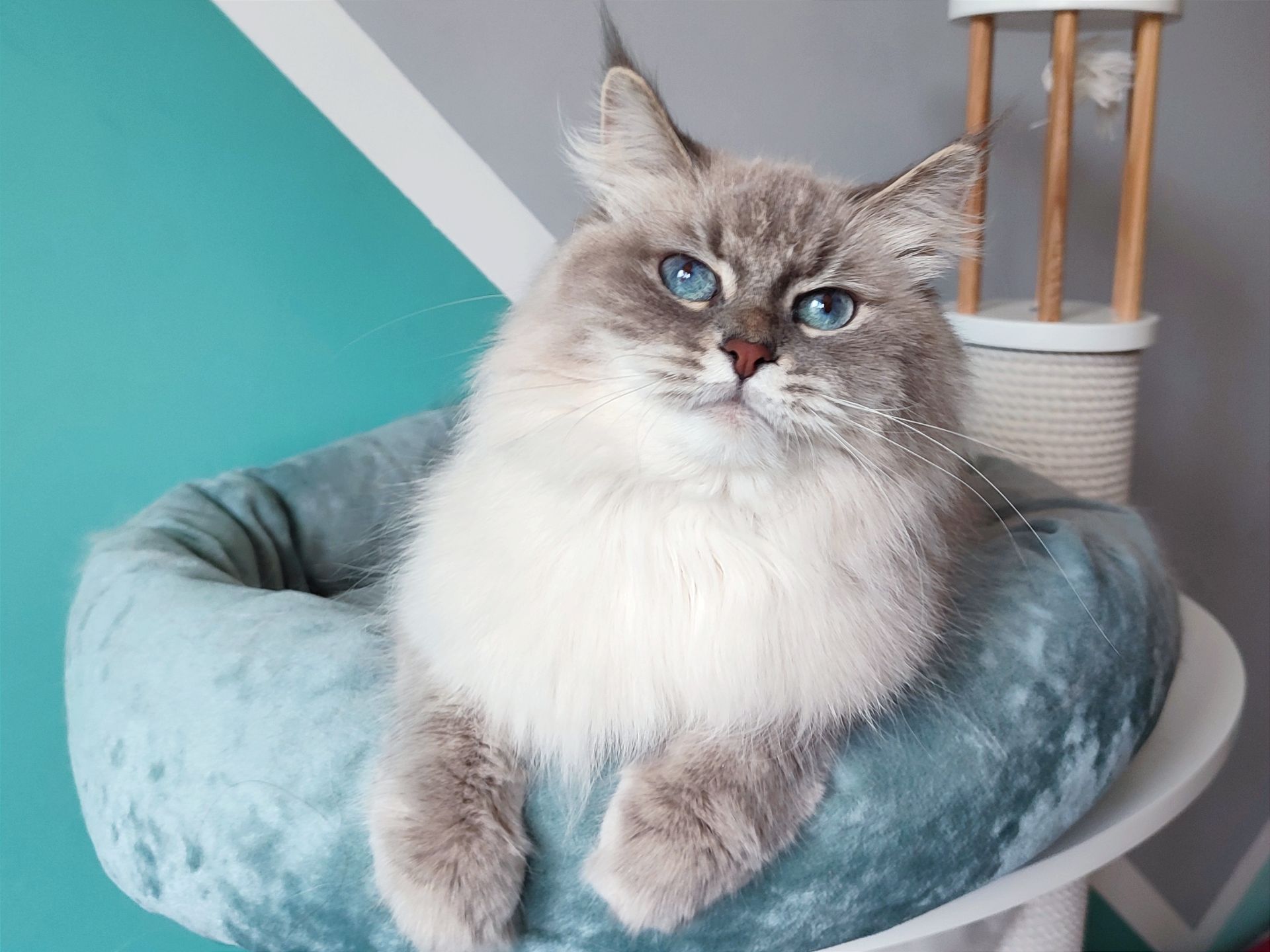 Невська маскарадна кішка Camilla шукаєте сім'ю