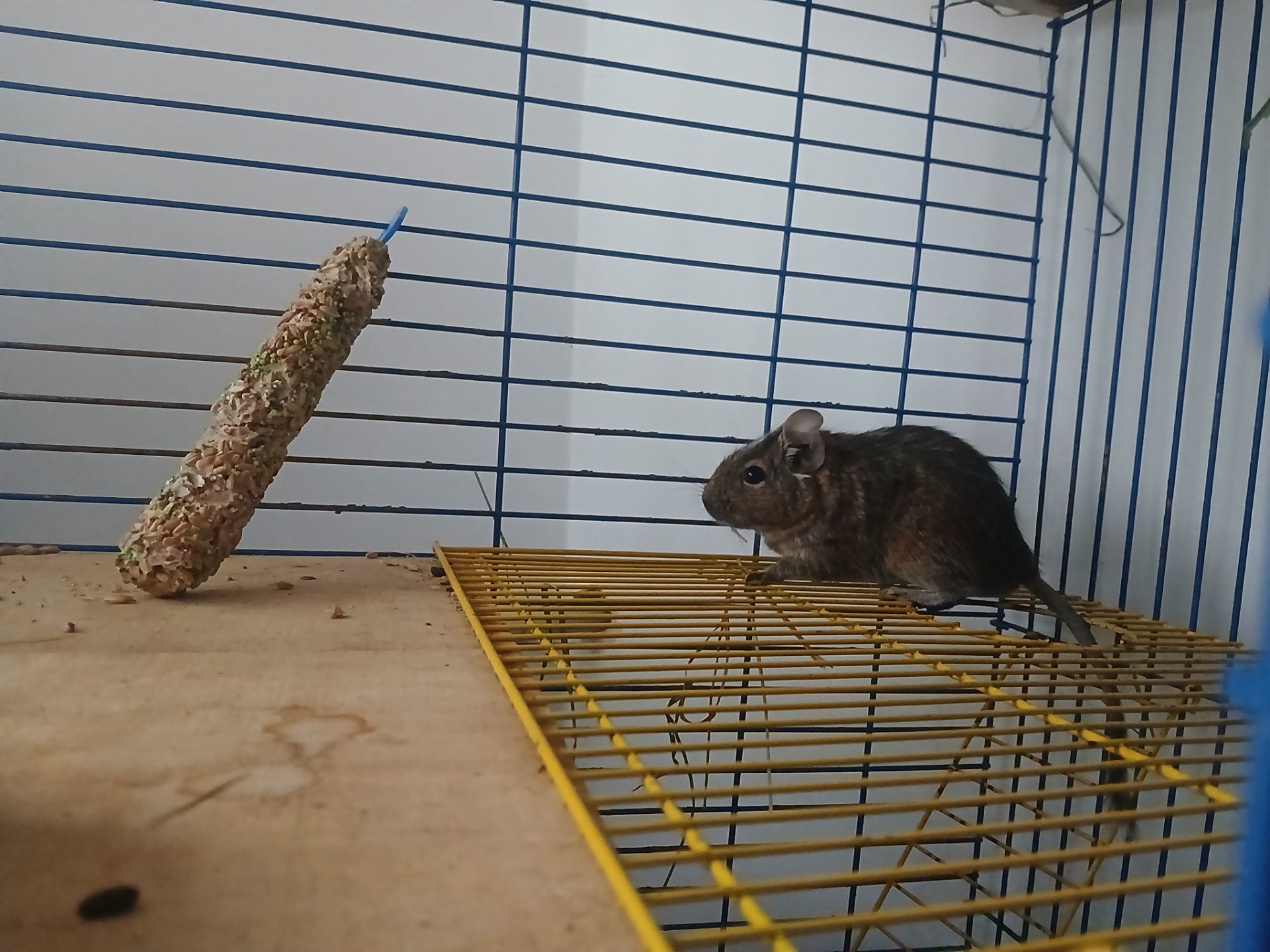 Подарую двох дегу