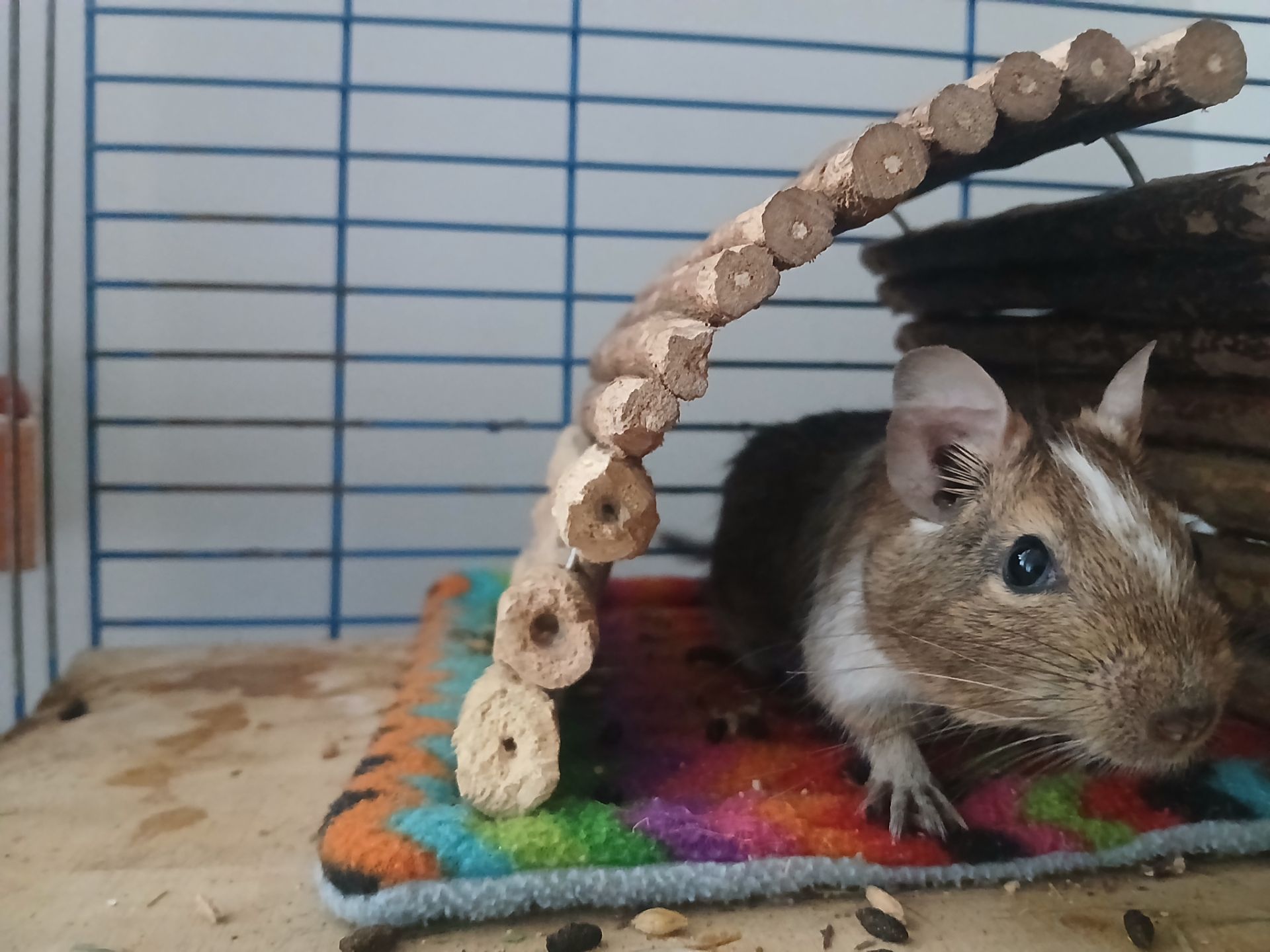 Подарую двох дегу